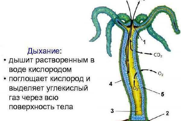 Зеркало вход кракен